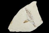 Cretaceous Fossil Fish (Gaudryella) and Shrimp - Hjoula, Lebanon #173131-1